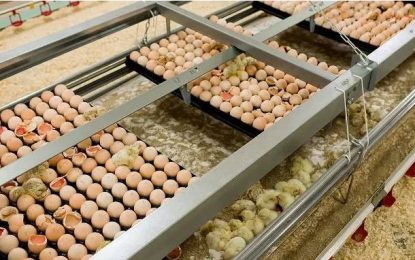 $50M budgeted to begin ‘breeder programme’ to produce hatching eggs – Min. Mustapha