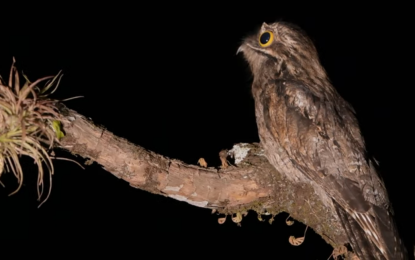 The disappearing Potoo