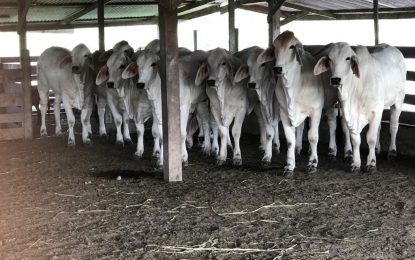 Local company imports registered purebred cattle to support breeding programme