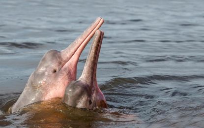 Pink river dolphin present in the Rupununi – research reveals