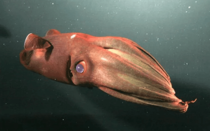 The vampire squid
