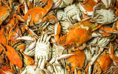 Crab population dwindling at Region One