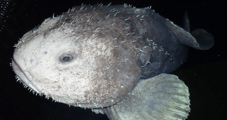 How blobfish (world's ugliest animal) normally look like underwater  before lifting them to the surface causing their tissues to explode.  Blobfish are in danger of extinction. - 9GAG