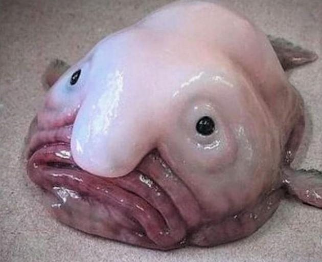 Blobfish Named World's Ugliest Animal 