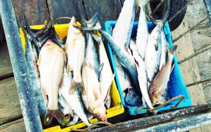 Declining fish stocks in the Guianas a matter of concern – WWF official