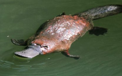 Duck Billed Platypus