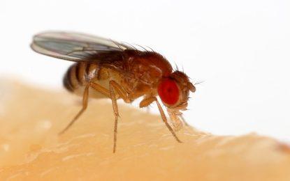 Drosophila melanogaster