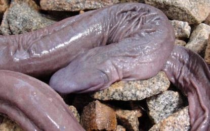 The Penis Snake