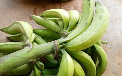 Man jailed for three months after stealing $5000 worth of plantains