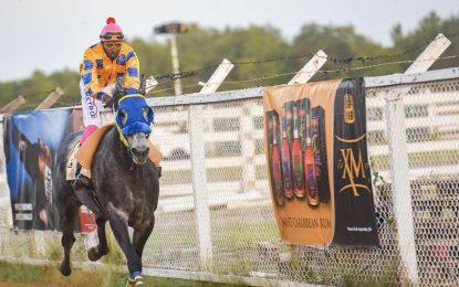 Stolen Money could steal the show at Jumbo Jet’s Mashramani horse race