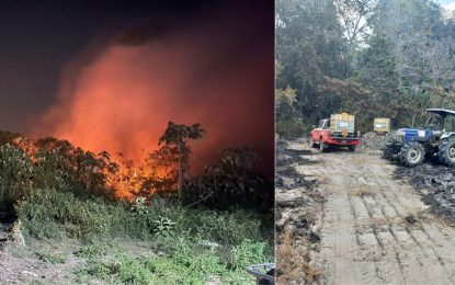 Wildfires in Region 9 killing, chasing wildlife from habitat