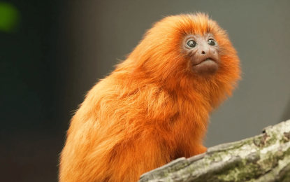 The Brazilian Golden Lion Tamarin is “endangered”