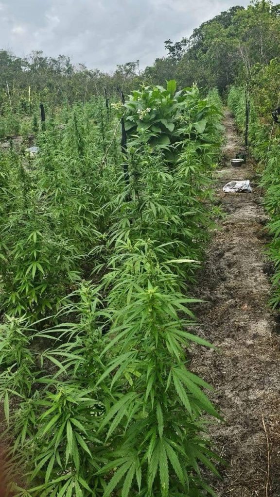 Police destroy $21 million in cannabis at Yarrowkabra 