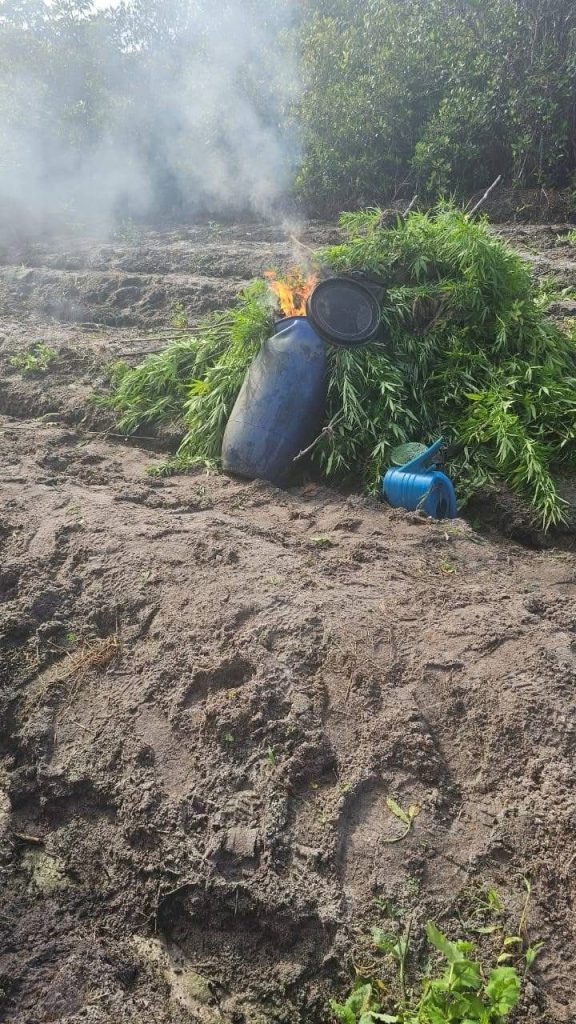 Police destroy $21 million in cannabis at Yarrowkabra 